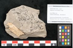 Foto (Objekt + Etikett) von Asplenium hochstetteri Unger (NHMW-GEO-2024-0188-10335)